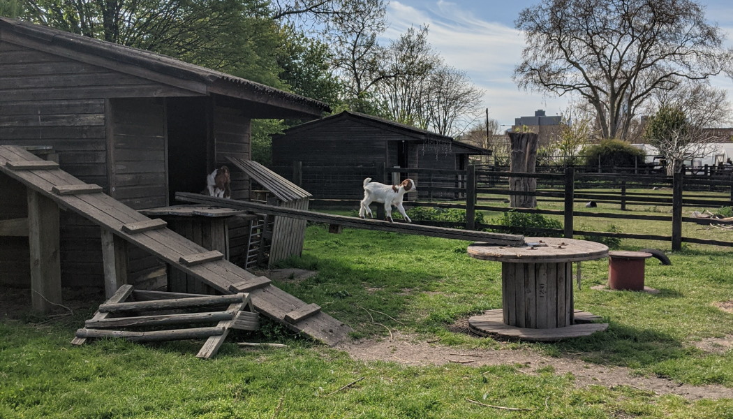 Stepney City Farm kids