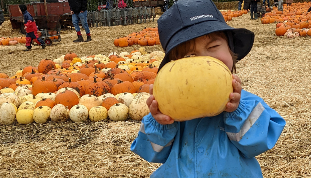 Boy wearing a rain hat holds pumpkin in front of his face closing one eye at Cammas Hall a PYO Pumpkin Pactch near London
