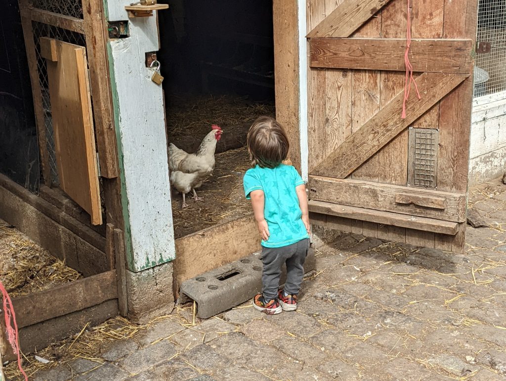 Boy says hello to chickens at Hackney City Farm