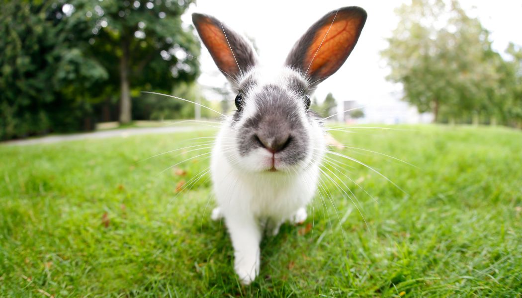 Close-up of a curious rabbit on green grass in a park, symbolising Easter in East London events, with an opportunity for families to meet rabbits and enjoy outdoor spring activities